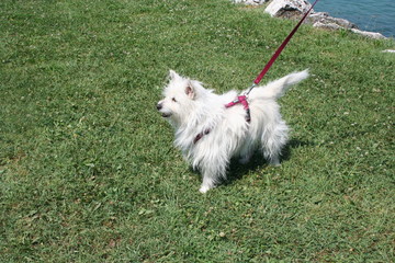 Maltese al guinzaglio sul lungolago