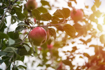 Apple tree with apples, organic natural fruits