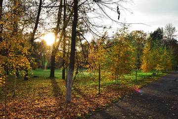 Naklejka premium Sunset in the park