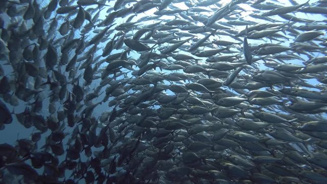 Massive school of Yellowstripe Scad - Selaroides leptolepis slowly swim in the blue water. Low-angle shot, Bali, Oceania, Indonesia