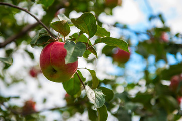 Apple tree with apples, organic natural fruits