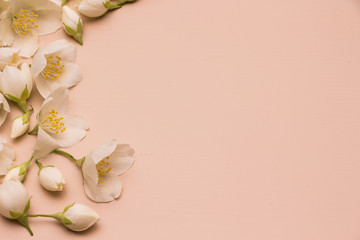 Jasmine flowers on pink wooden background. Frame. Top view