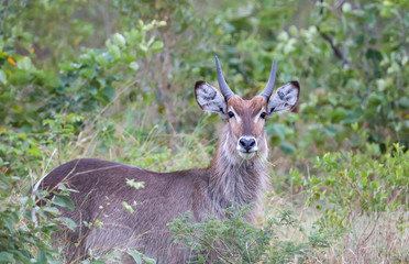 Portrait of a Waterbuck Standing in Grass, Looking at Camera, with Grass in His Mouth in Sabi Sands, South Africa