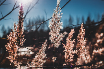 Autumn sun beautifully illuminates the grass growing on the lake