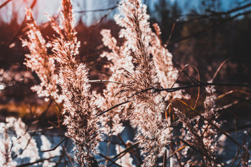 Autumn sun beautifully illuminates the grass growing on the lake