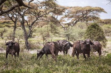 Five Cape Buffalo Grazing in the Serengeti in Tanzania