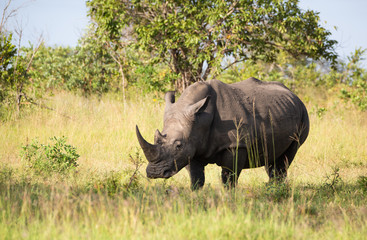 Obraz premium White Rhino Grazing in Sabi Sands, South Africa