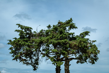 Tree and blue sky