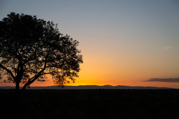 Fototapeta na wymiar Silhouette of a Tree with Mountains in the Distance in Sabi Sands, South Africa