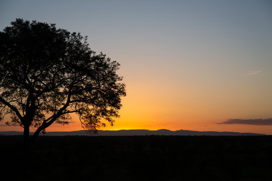 Silhouette of a Tree with Mountains in the Distance in Sabi Sands, South Africa