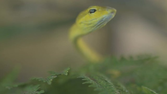 Close up, Green snake