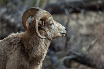  Portrait of the side view close up on the head of a Ram Bighorn male Sheep in the wild in Banff National Park in Alberta