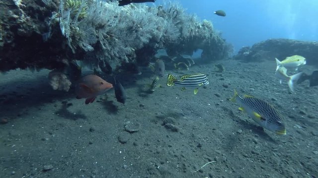 Different types of tropical fish swims under the pipeline on black volcanic sand - Bali, Oceania, Indonesia