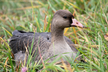 Young Greater white-fronted goose or Anser albifrons sitting on green grass