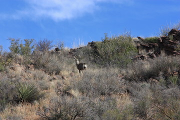 Deer in west Texas