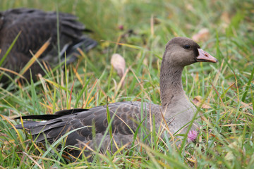 Young Greater white-fronted goose or Anser albifrons sitting on green grass