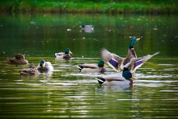 Colourful Ducks Wings Spreading on Lake