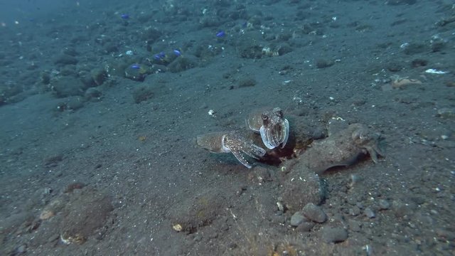 Mating season Cuttlefish, three  Cuttlefish swim over  black volcanic sand. Pharaoh Cuttlefish - Sepia pharaonis, Bali, Oceania, Indonesia