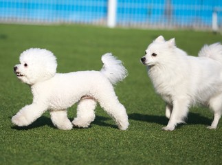 즐거운 강아지들의 놀이터