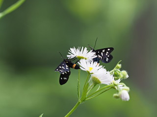 Zwei schwarze Nachtfalter auf Wucherblume - Two black moths on usury flower