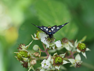 Weissfleck-Widderchen auf Brombeere - Moth on blackberry