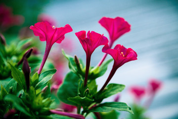 Pink flowers in the garden lit in the morning sun and shallow depth of field. Blurred background. Soft light.