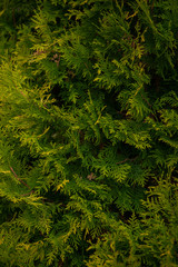 Background texture of thuja branches for a christmas design