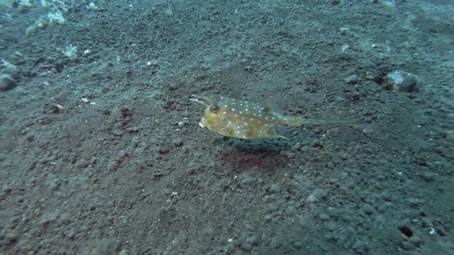 Cowfish swim over black volcanic sandy bottom. Longhorn Cowfish - Lactoria cornuta, Bali, Oceania, Indonesia