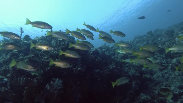 School of yellow Sea Perch swim near coral reef. Black Spot Snapper - Lutjanus monostigma, Bali, Oceania, Indonesia 
