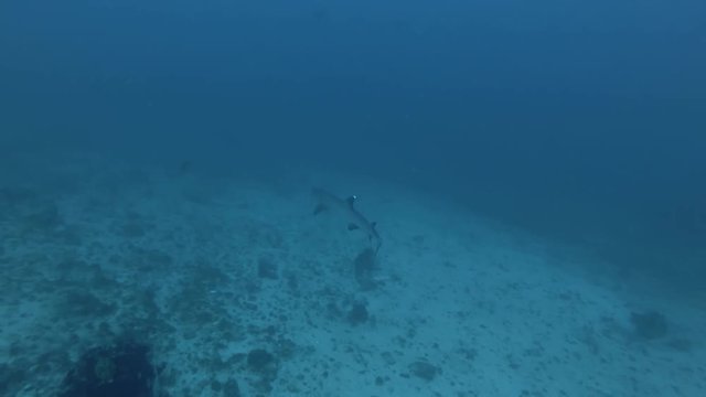 Whitetip Reef Shark - Triaenodon obesus swim over sandy bottom.  Top view, Bali, Oceania, Indonesia