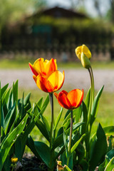 Yellow and Red Tulips glowing in the sunlight