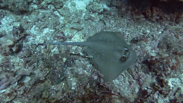 Blue-spotted Stingray lies on corals bottom. Kuhl's maskray or Bluespotted Maskray -Neotrygon kuhlii, Neotrygon caeruleopunctata. Top view, Bali, Oceania, Indonesia