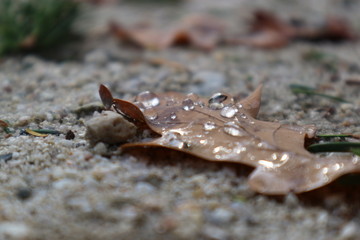 Water drops on a brown oak leaf closeup