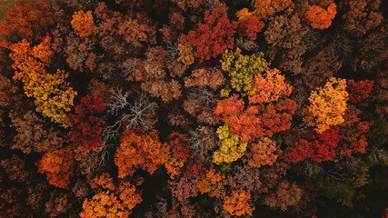 overhead view of the trees during fall in Missouri.  Leaves are red, orange, yellow, green and...