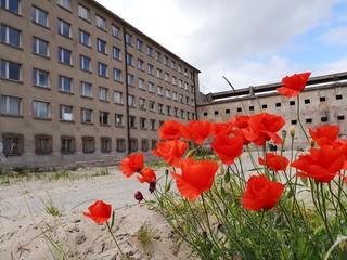 Prora mit Mohn