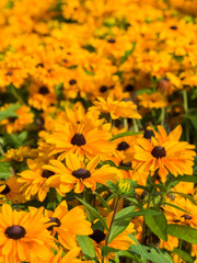 Field of yellow flowers