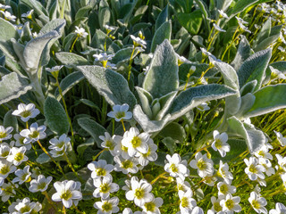 Flowers growing on the garden plot