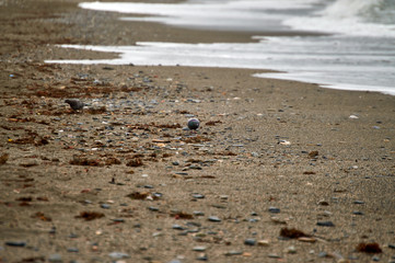 gorrion en la playa un dia de lluvia