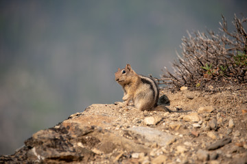 ground squirrel looking
