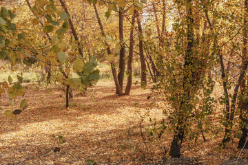 Autumn park.Colored lush leaves trees. Golden autumn foliage.