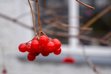 viburnum on a branch