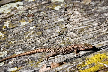reptilia