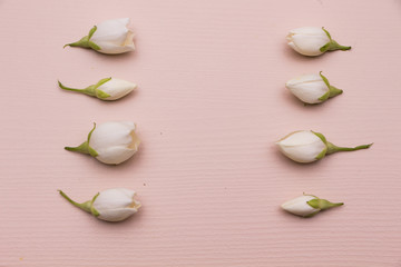 Jasmine flowers on pink wooden background. Border and frame. Top view