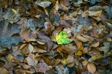 Fallen leaves, background