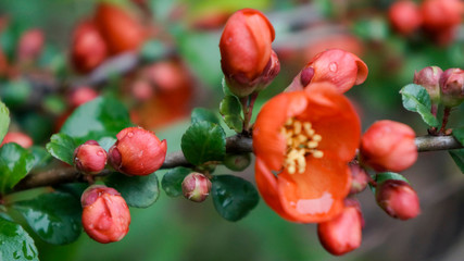 berries of red currant