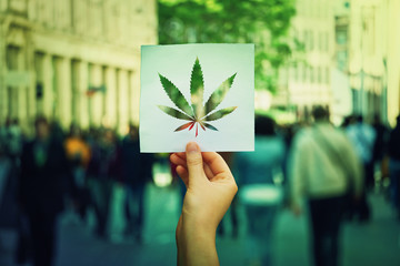 marijuana legalization - 231724961