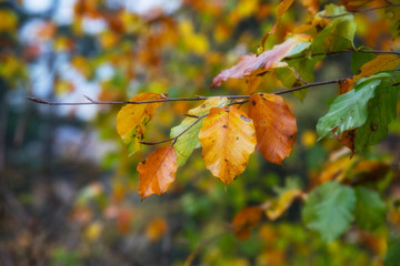 Fototapeta na wymiar Golden autumn in the forests of Slovakia