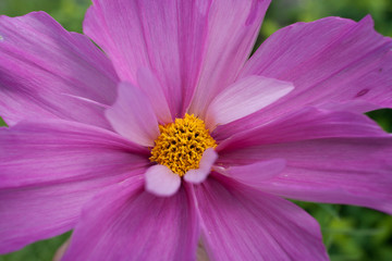 Fototapeta premium Close-up flower of pink daisy with petals and yellow middle.