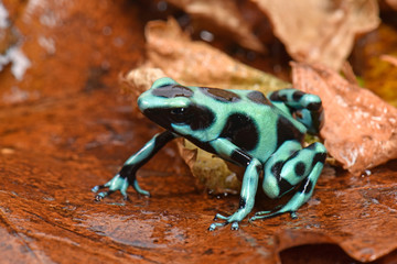 Naklejka premium Goldbaumsteiger aus Kostaryka (Dendrobates auratus) Cahuita / Zielona i czarna trująca żaba