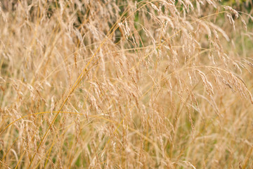 Natural background of dry long yellow field grass.